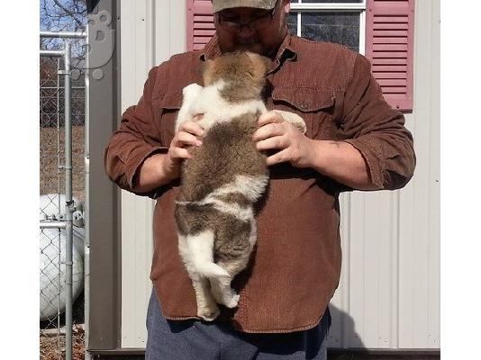Ιαπωνικά Akita.